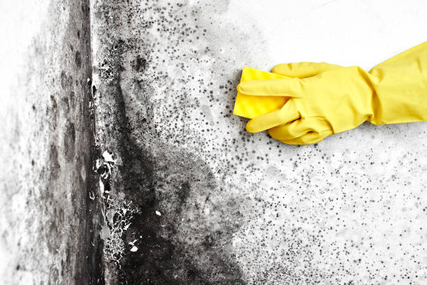 Best Home Mold Removal  in Grove City, PA