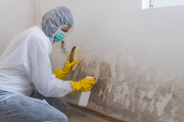Best Mold Damage Repair  in Grove City, PA