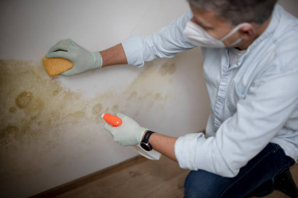 Best Mold Testing  in Grove City, PA