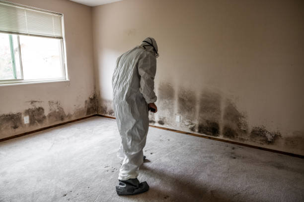 Home Mold Removal in Grove City, PA