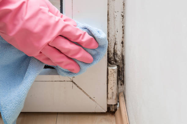Best Commercial Mold Removal  in Grove City, PA