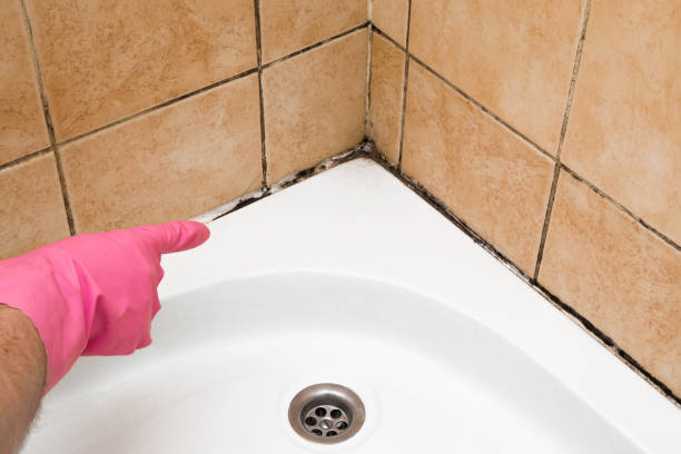 Best Residential Mold Removal  in Grove City, PA