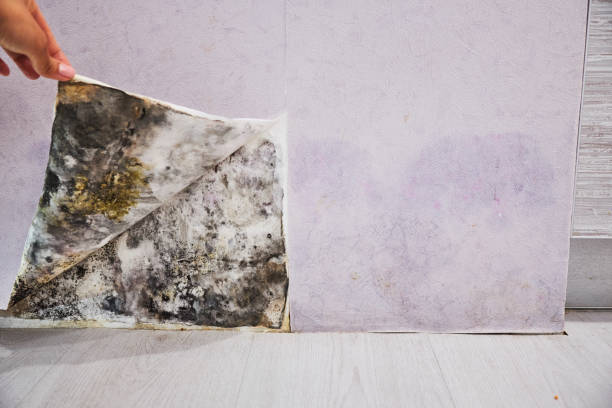 Trusted Grove City, PA Mold Removal Experts